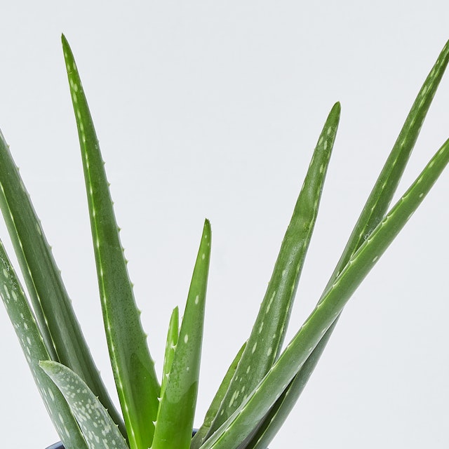 Aloe Vera Piccola