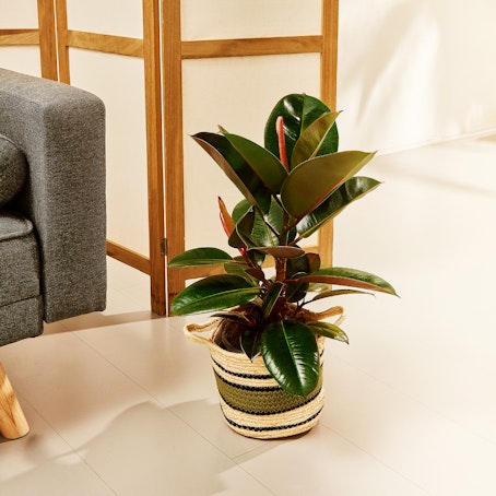 Ficus Elastica