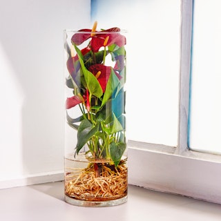 Anthurium Idroponico
