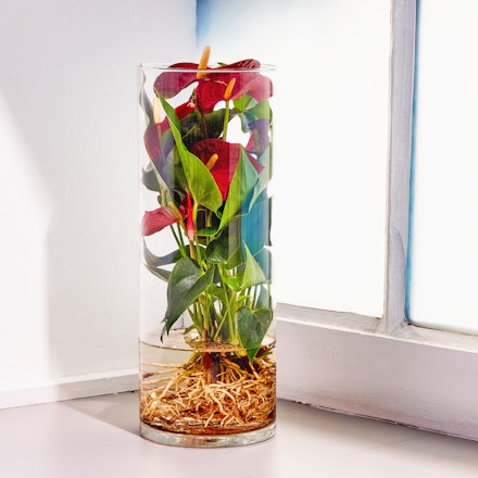 Anthurium Idroponico