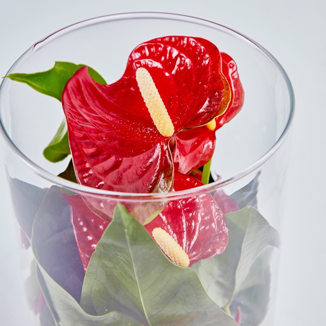 Anthurium Idroponico