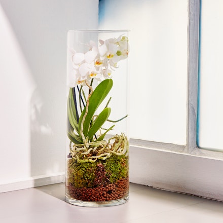 Orchidea Idroponica