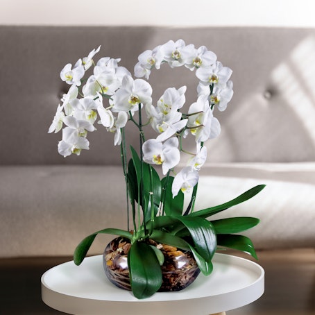Orchidee in vaso da spedire a domicilio - Interflora