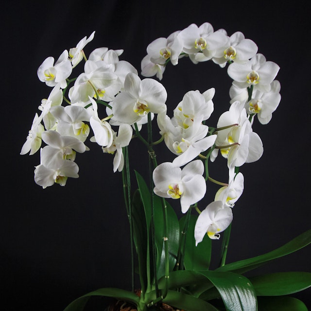 Orchidea Bianca 4 Rami