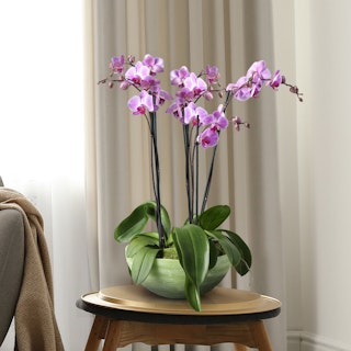 Orchidea Rosa 4 Rami