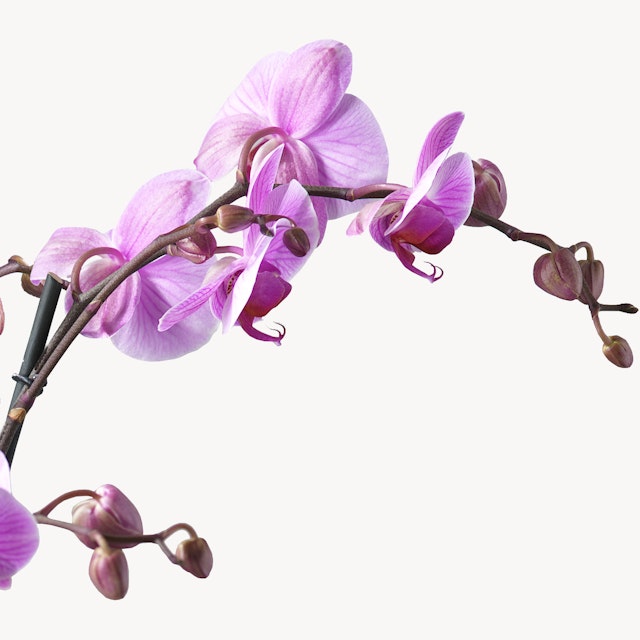 Orchidea Rosa 4 Rami