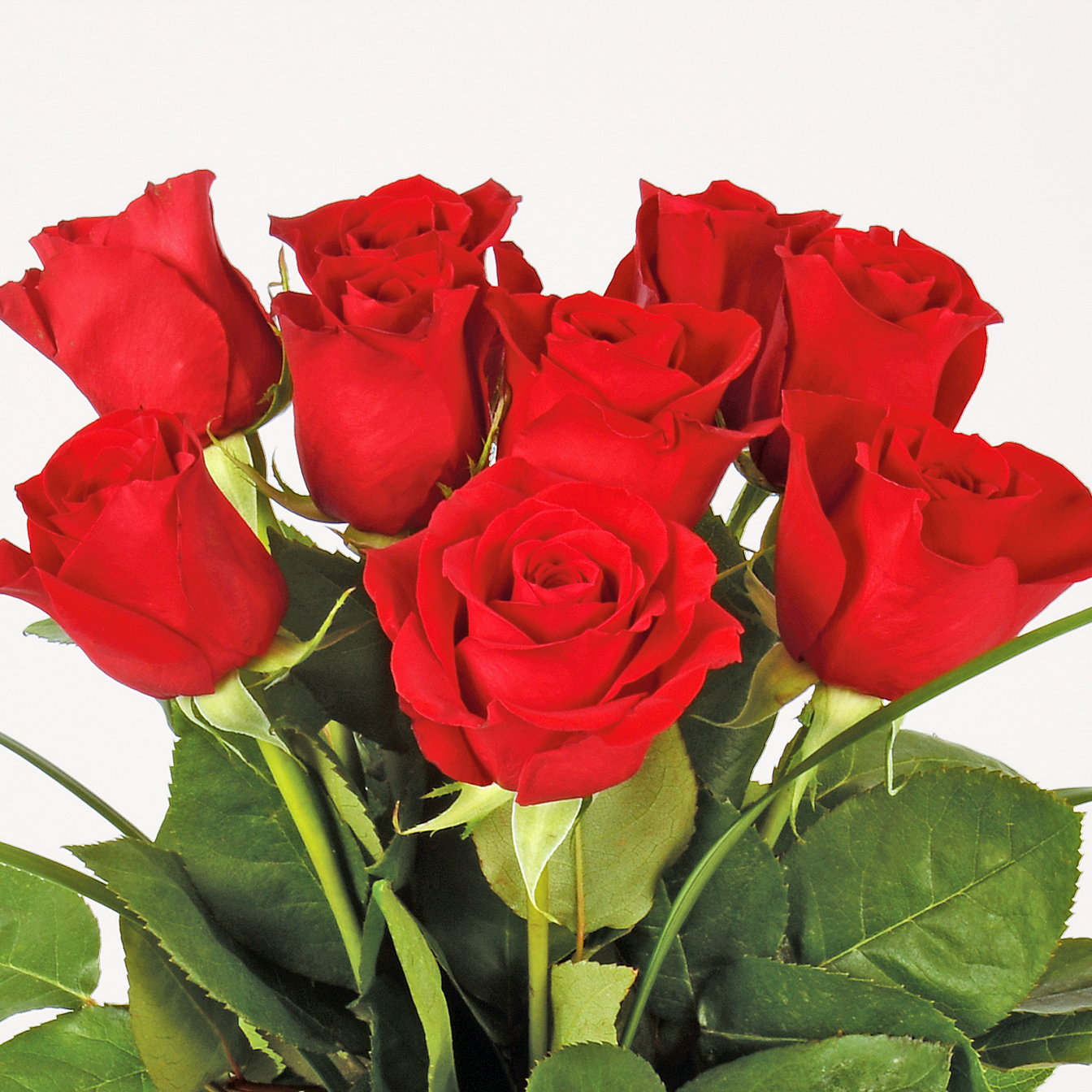 Rose corte a scelta