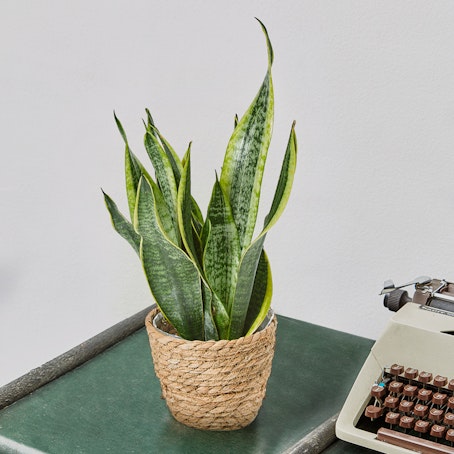 Sansevieria