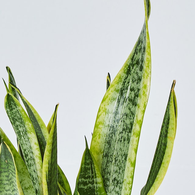 Sansevieria