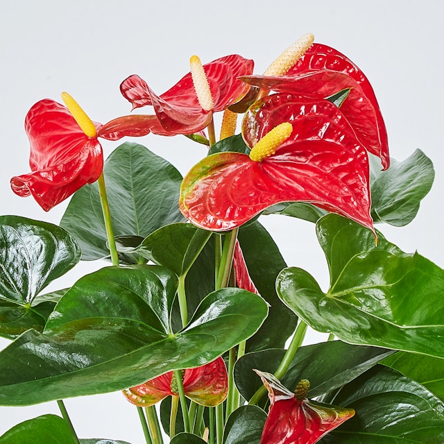 Anthurium Rosso