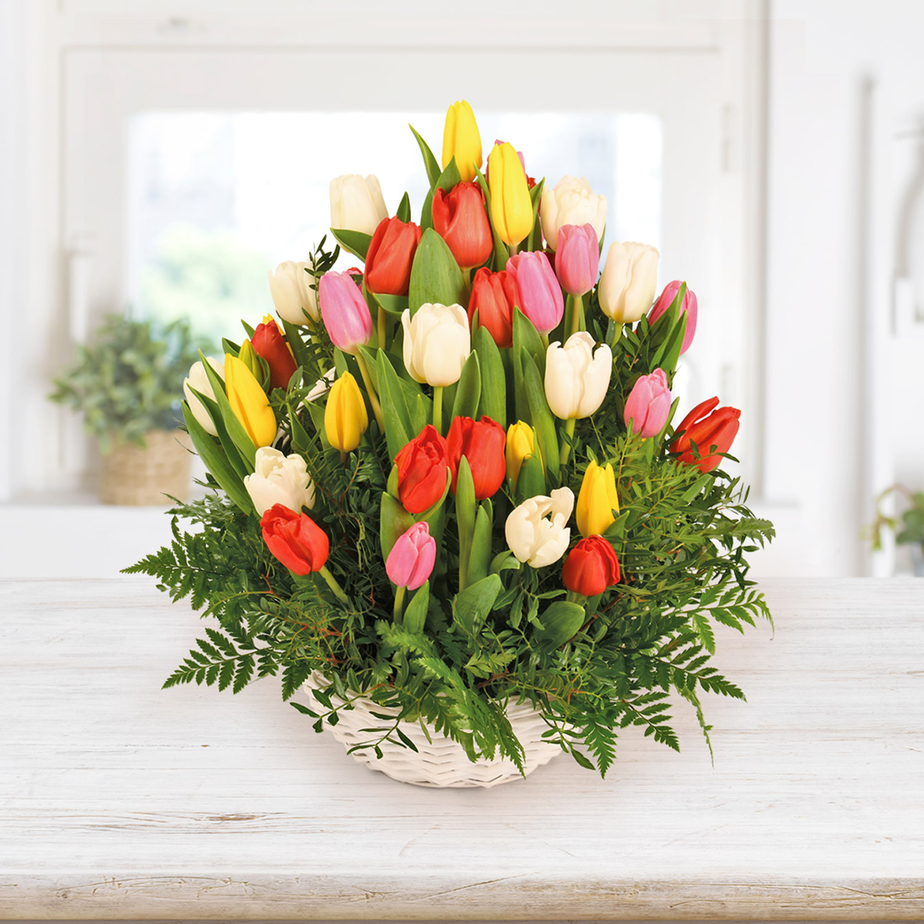 Tulipani