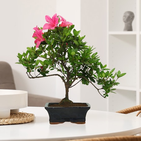 Bonsai Azalea