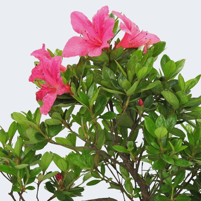 Bonsai Azalea