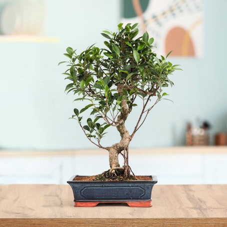 Bonsai Ficus Retusa Tropicale