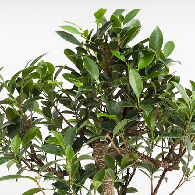 Bonsai Ficus Retusa Tropicale