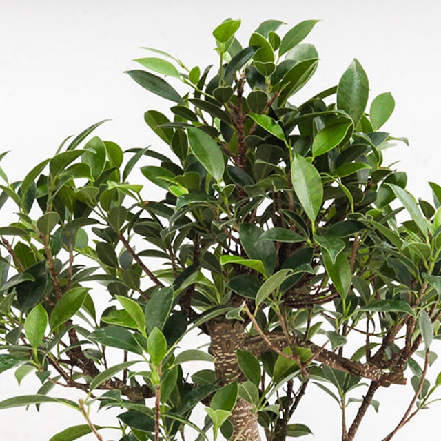 Ficus retusa tropicale