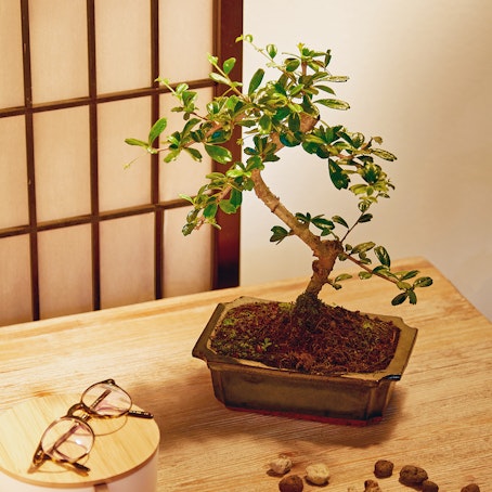 Bonsai Carmona