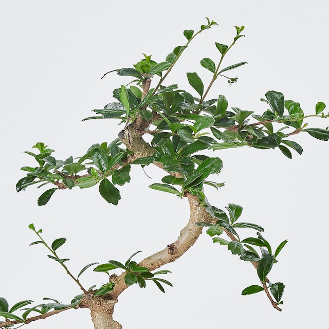 Bonsai Carmona