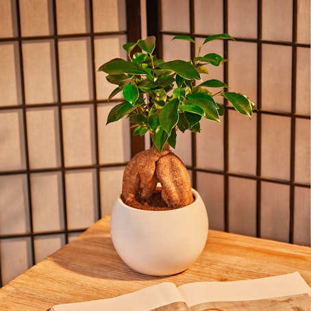 Bonsai Ficus Ginseng