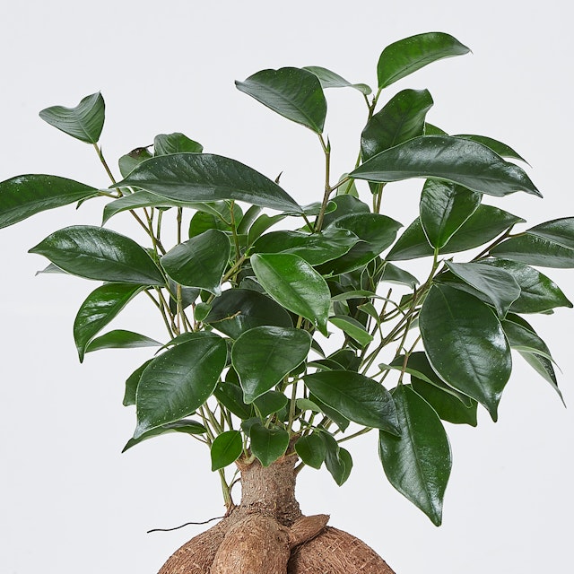 Bonsai Ficus Ginseng