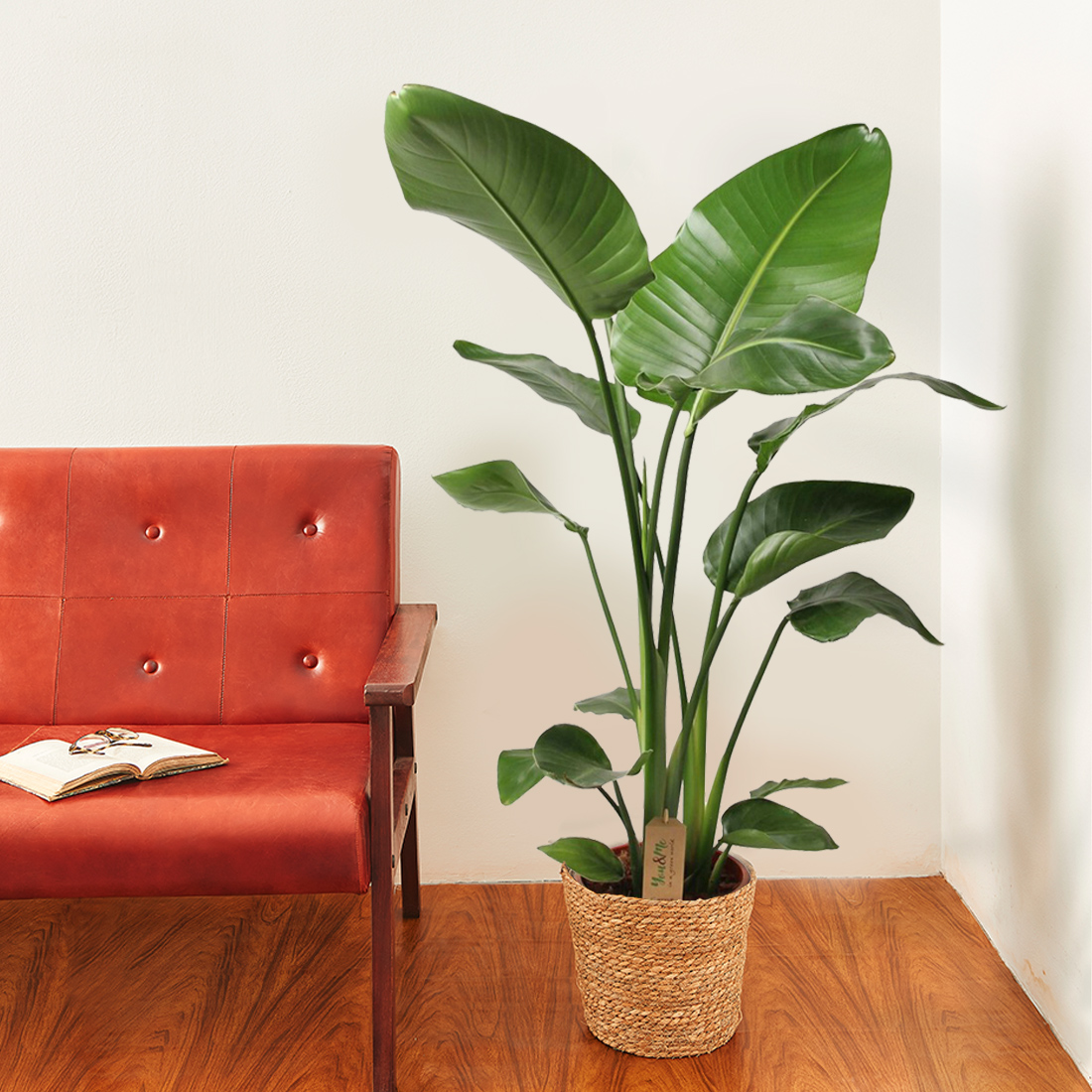 Bird of paradise