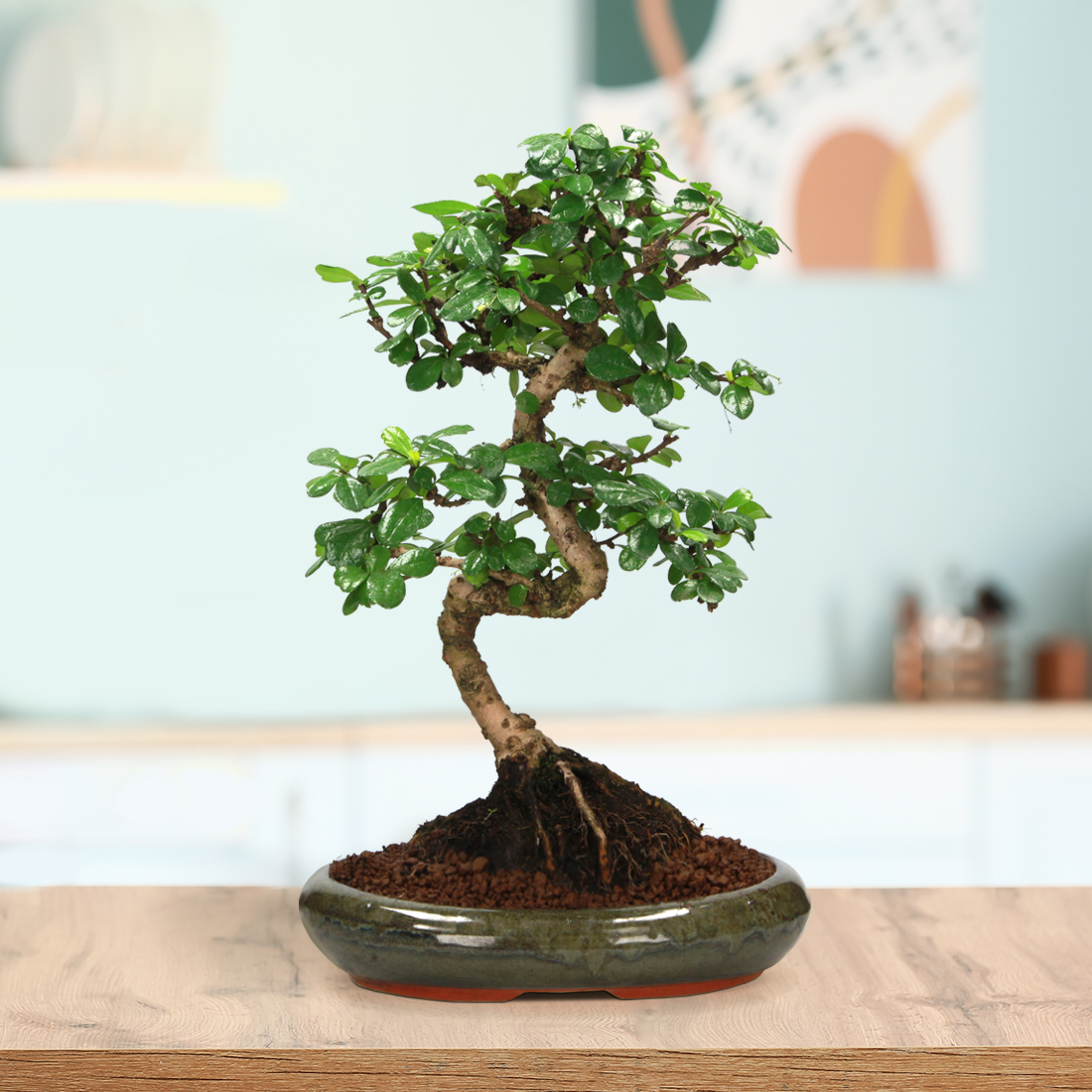 Bonsai Carmona