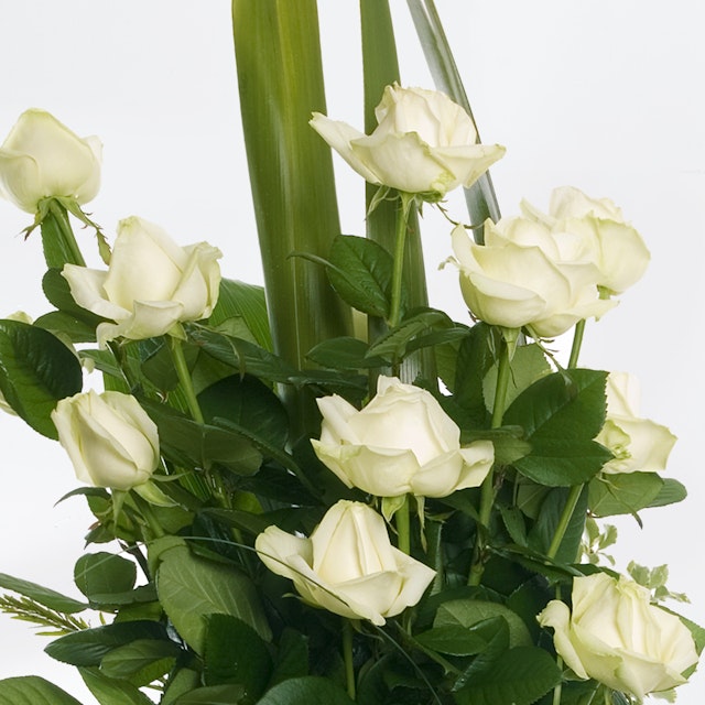 Rose bianche