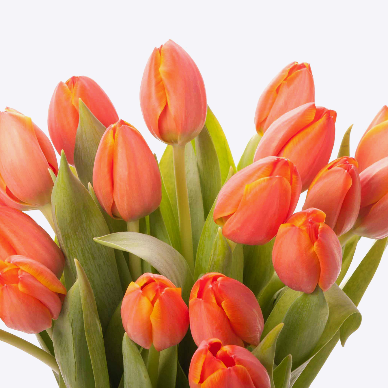 Tulipani a numero