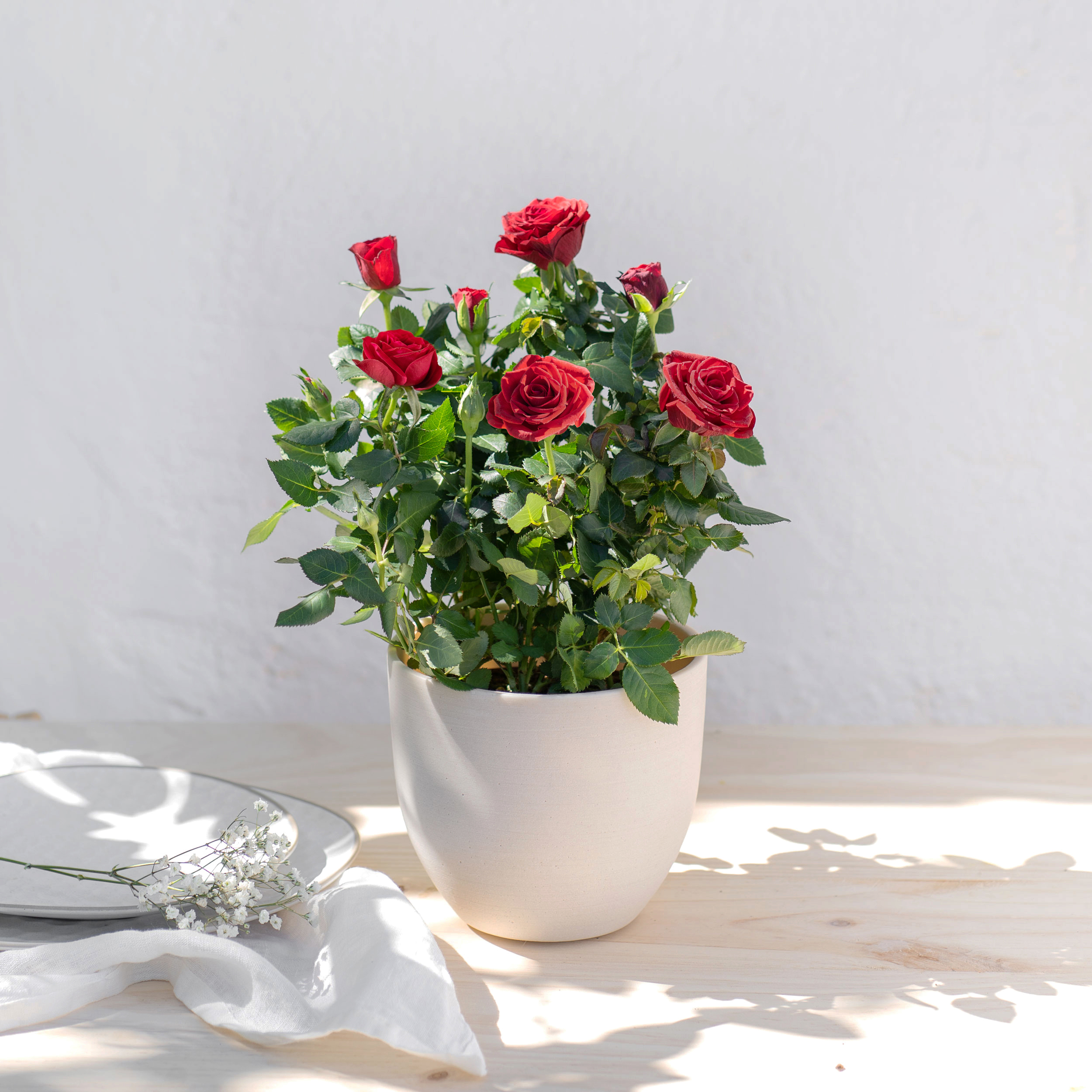 Pianta di rose rosse