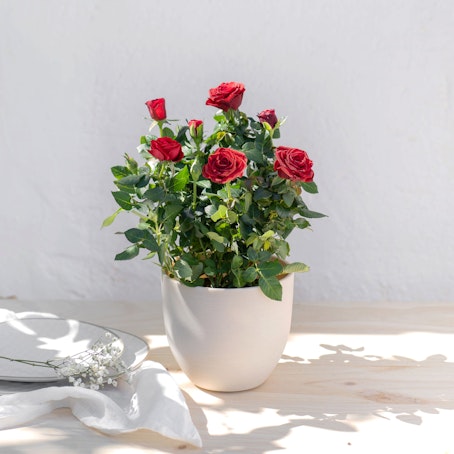 Pianta di Rose Rosse