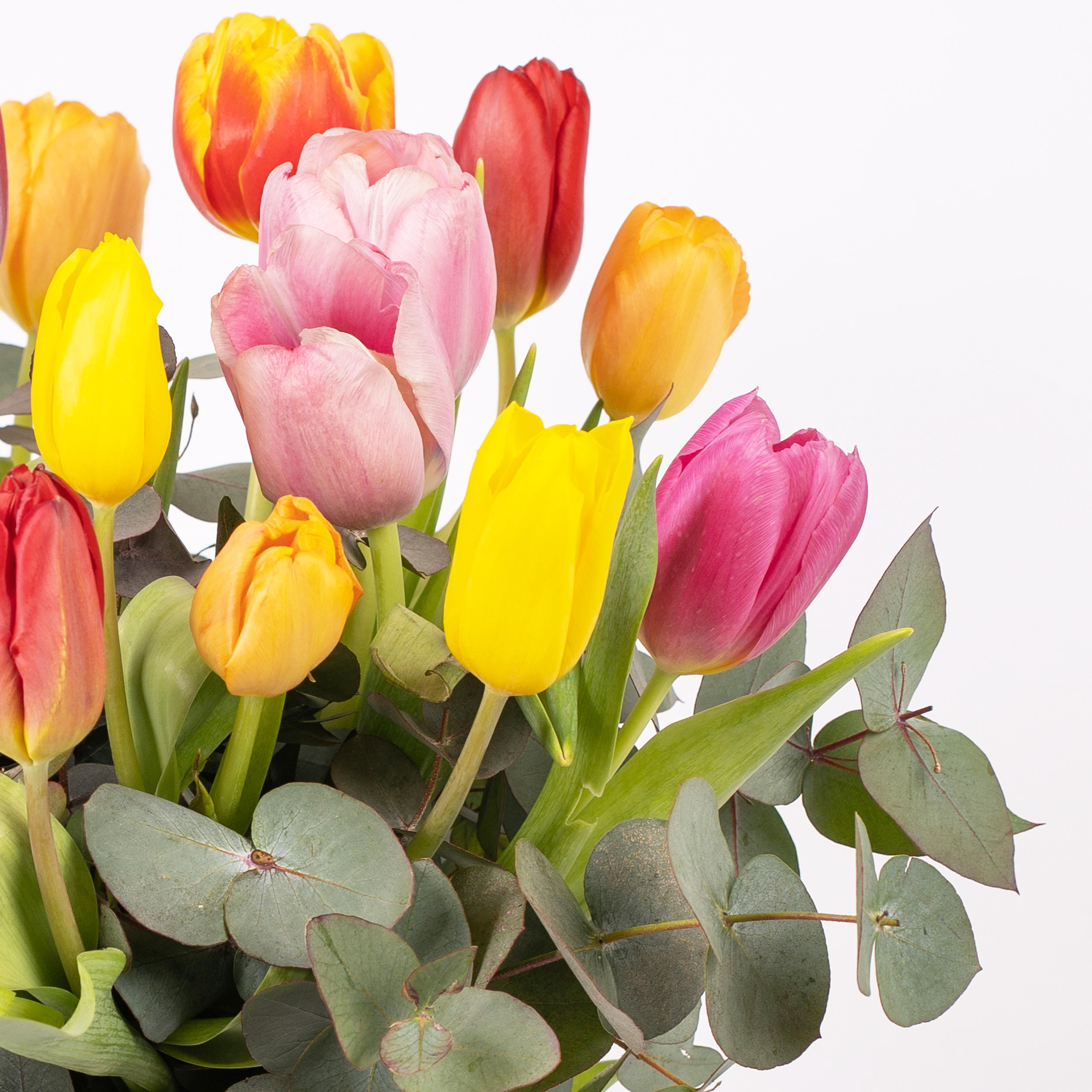 Tulipani multicolore