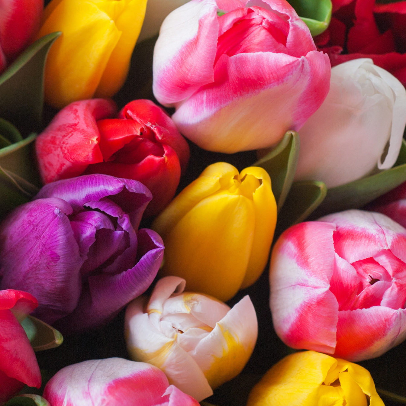 tulipani