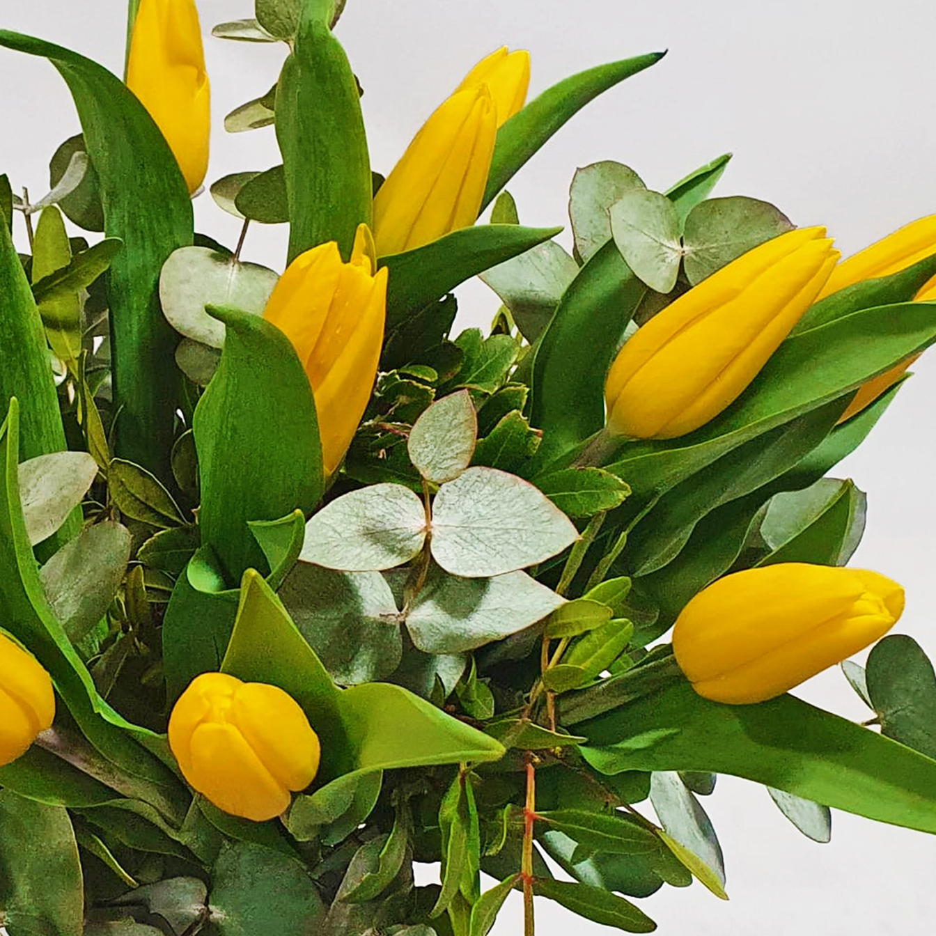 Tulipani gialli