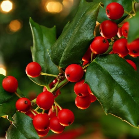 Agrifoglio
