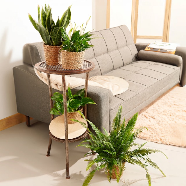 Set Piante Purificanti