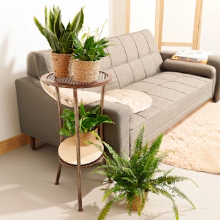 Set Piante Purificanti