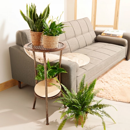 Set Piante Purificanti