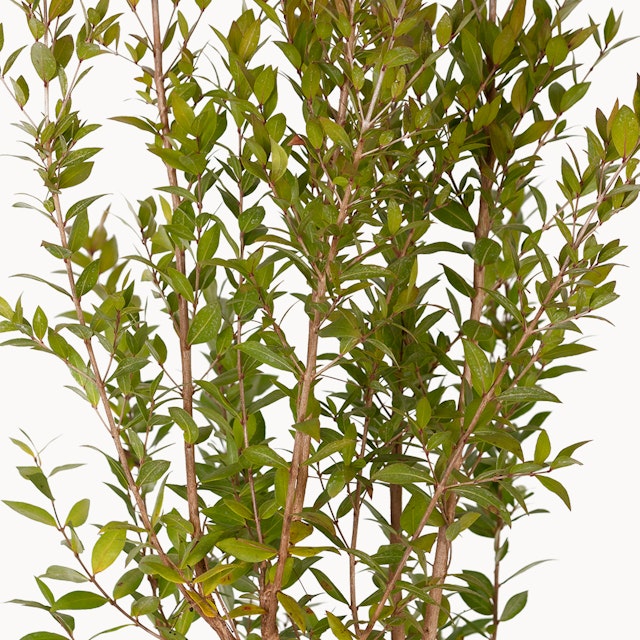 Pianta di Mirto
