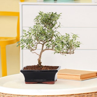 Bonsai Serissa Foetida