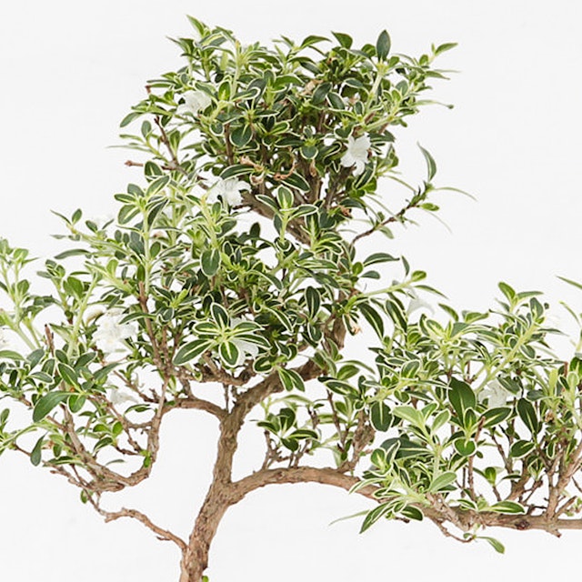 Bonsai Serissa Foetida