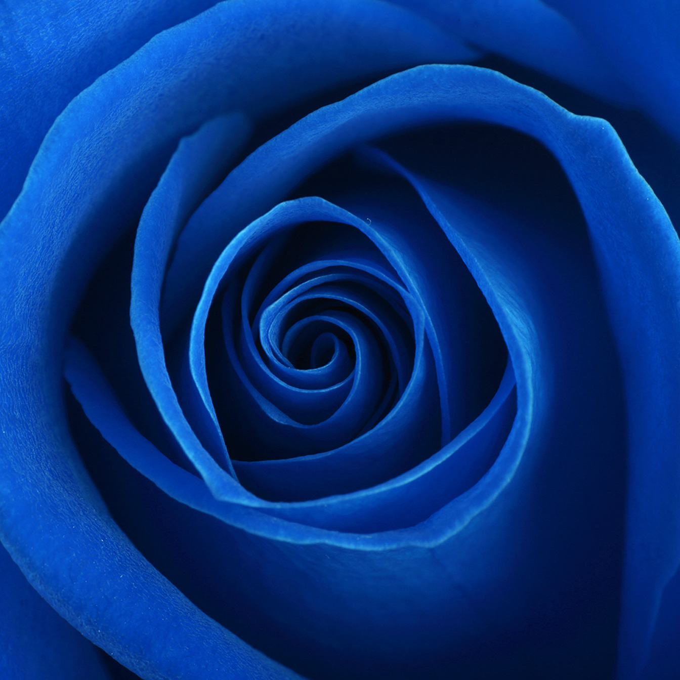 Blue Elegance