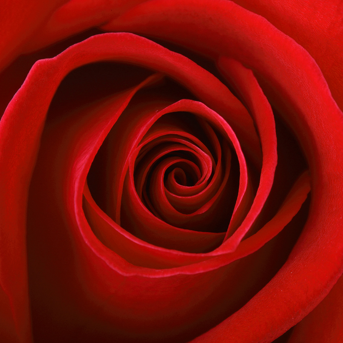 Red Elegance