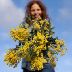 Mimosa festa della donna