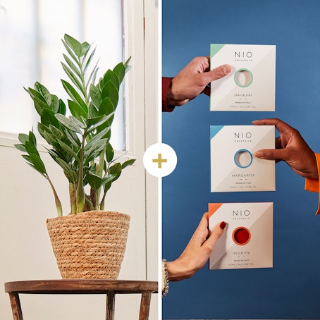 Zamioculcas con set di NIO Cocktails