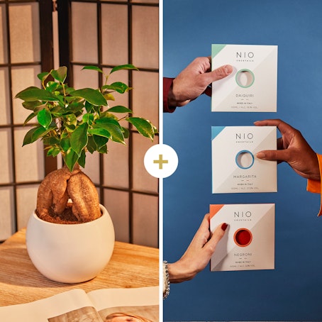 Bonsai Ficus con set di NIO Cocktails