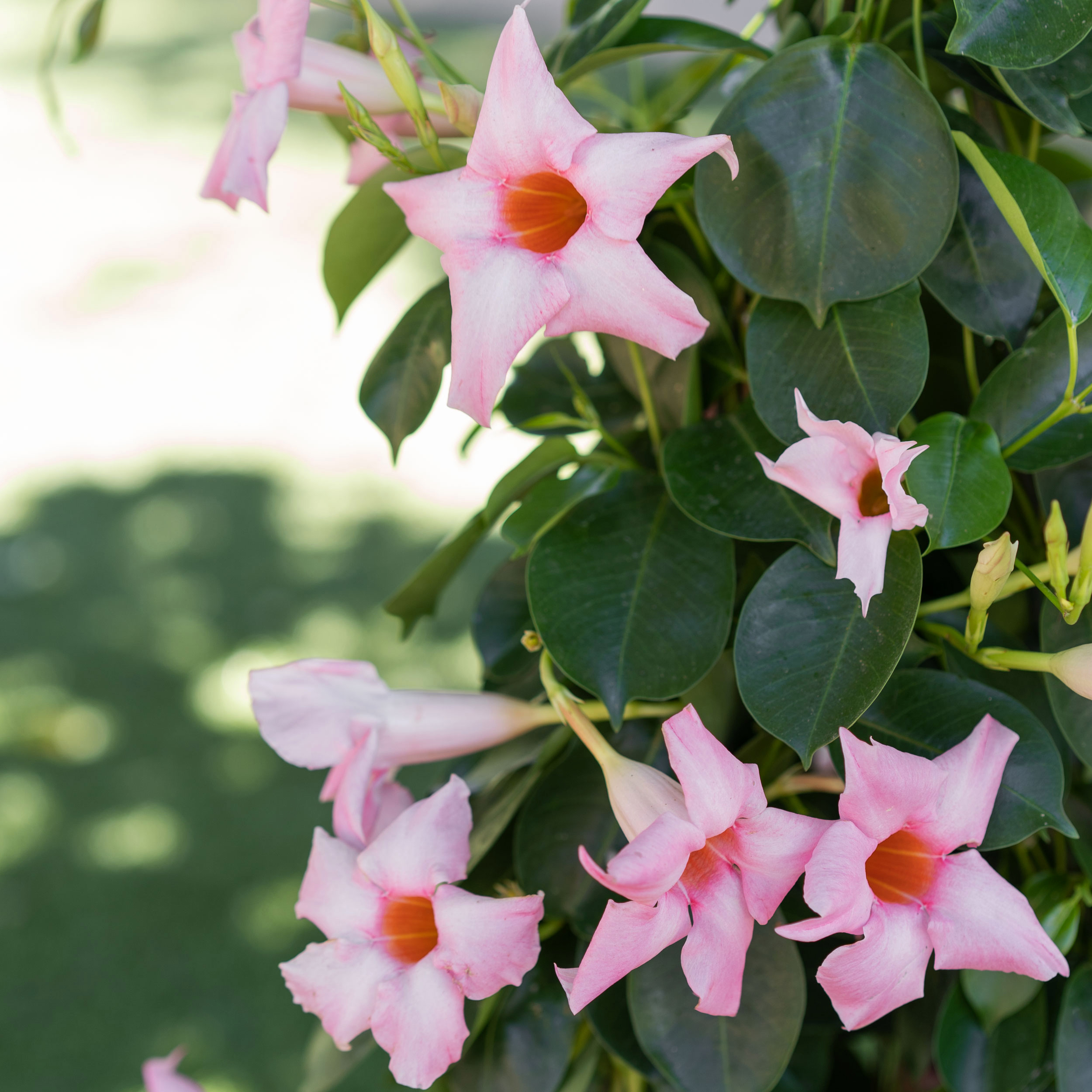 Dipladenia