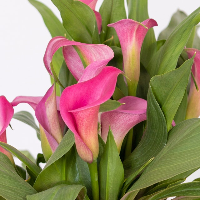 Calla Rosa
