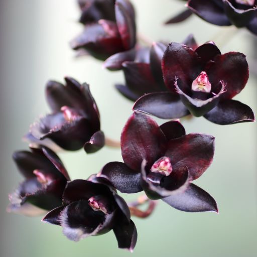 10 Vasi A Rete Neri Per Idroponica E Orchidee - Cestini In Plastica Con Fessure, Diametro 8.3 Cm, Perfetti Per Acquaponica