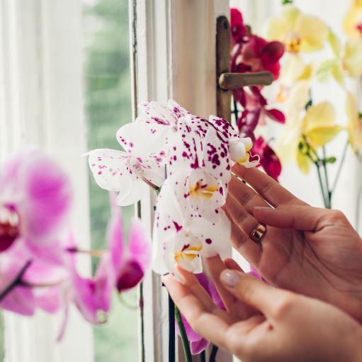 Orchidea: insieme supereremo ogni ostacolo