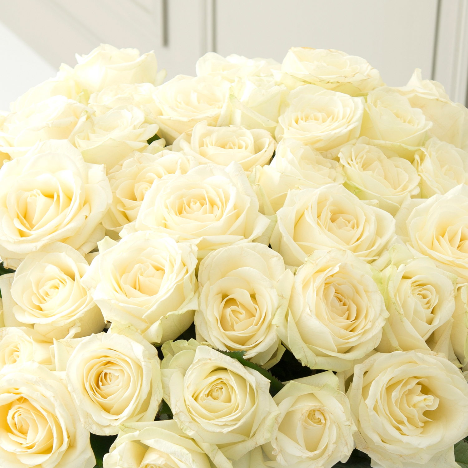 Rose Bianche Premium